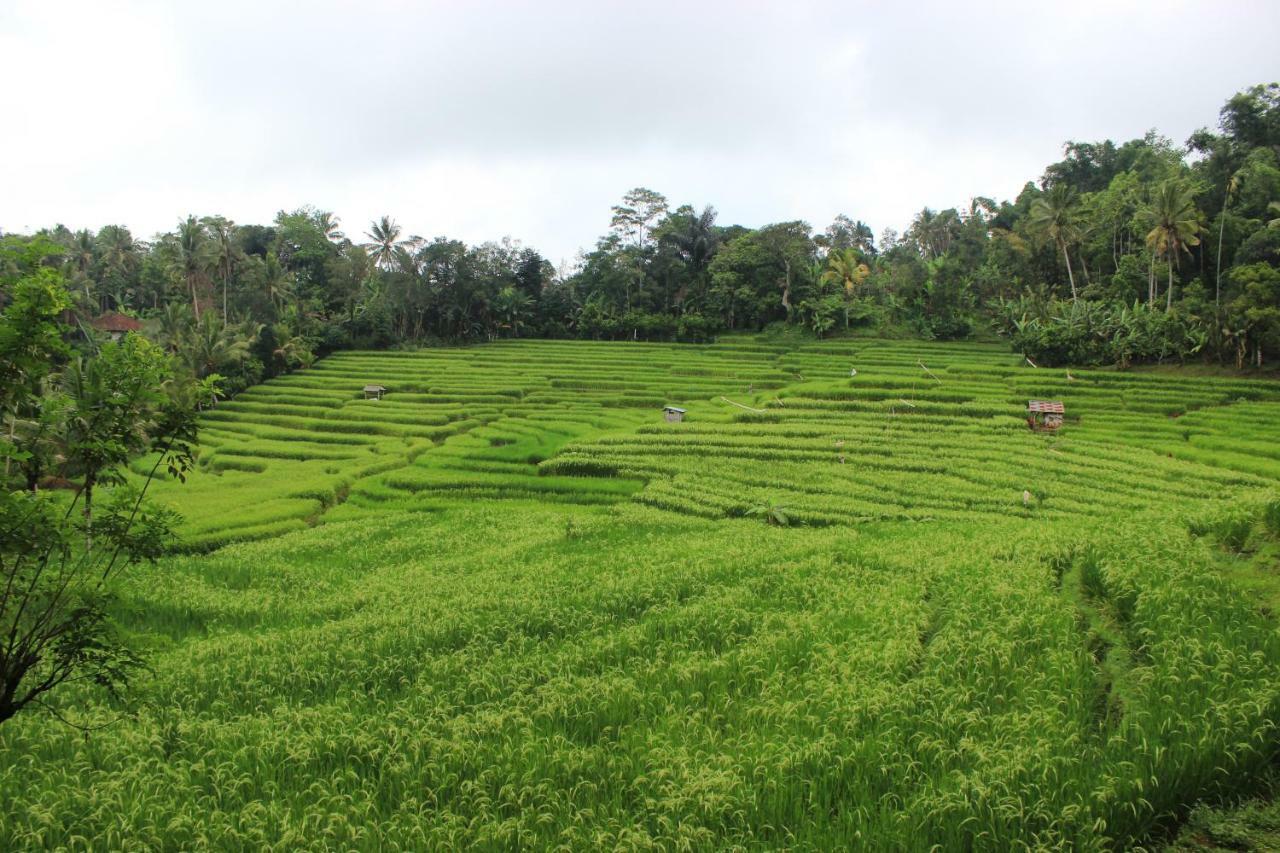 جاتيلويه Saridevi Ecolodge المظهر الخارجي الصورة